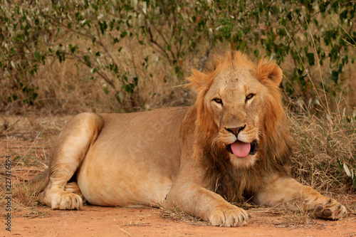 Fototapeta Naklejka Na Ścianę i Meble -  Wild male Lion 