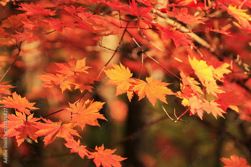 Red maple leaves on tree branch