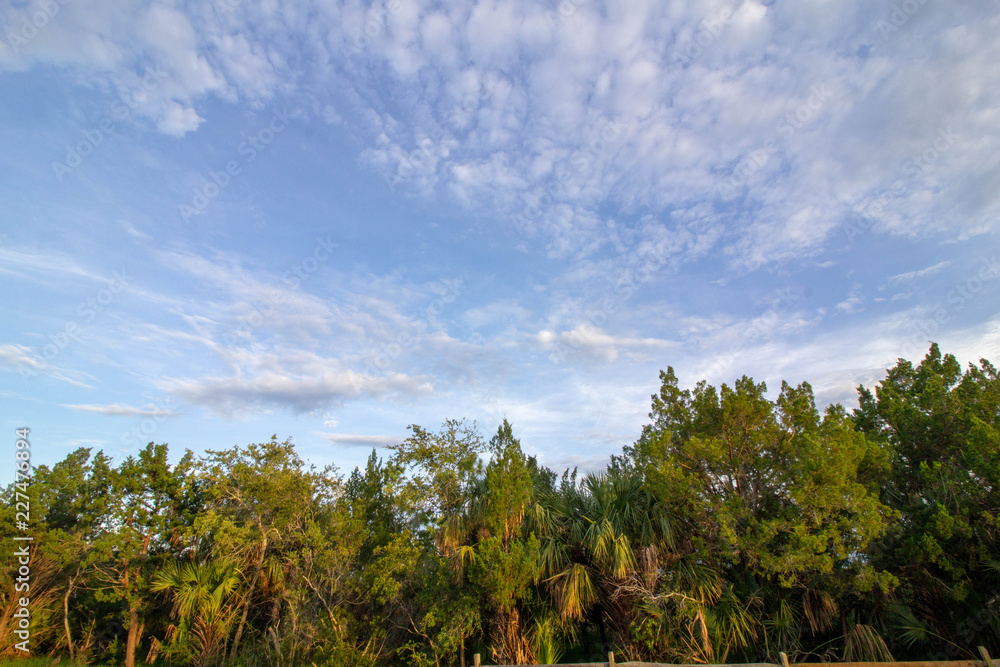 trees and blue sky