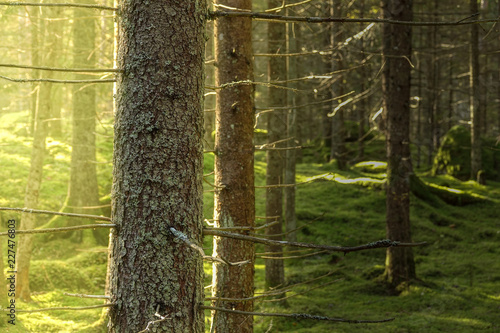 Close up of spruce in green...