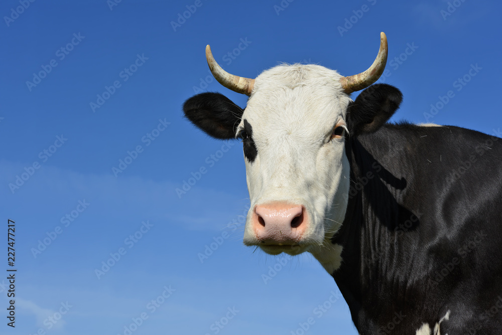 Head of a cow against the sky Head of a cow against the sky