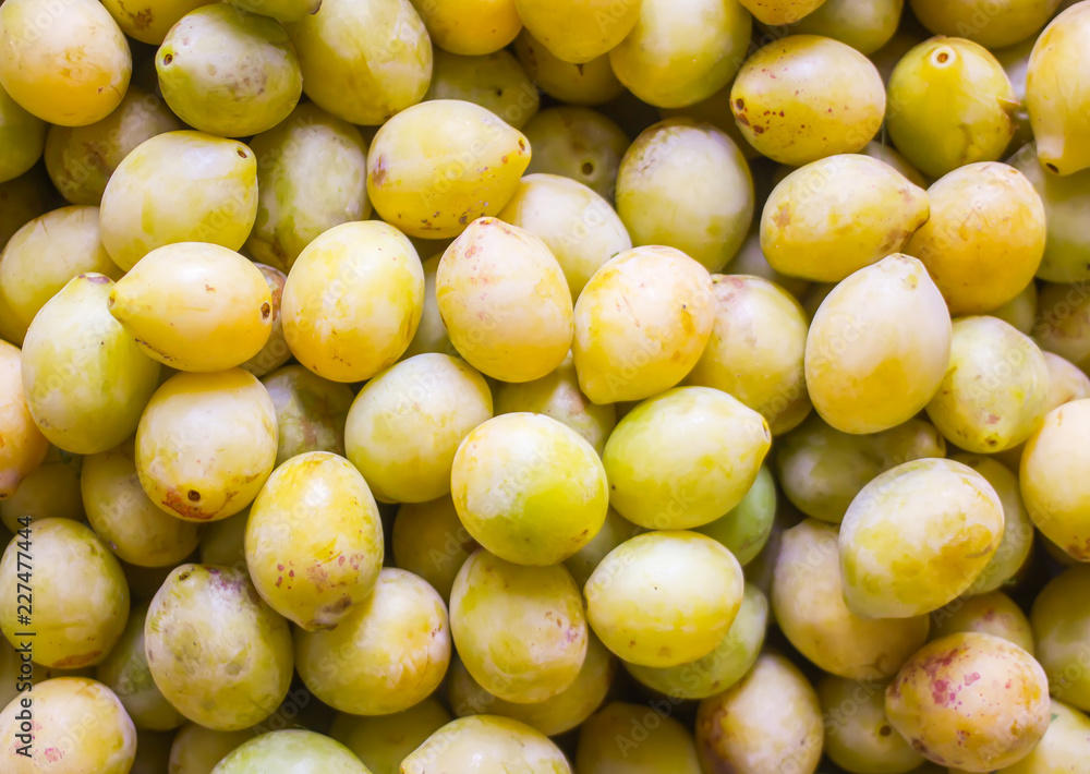 Ripe juicy plum fruits close up. Fresh organic plums growing in countryside. Ripe juicy plum fruits close up. Fresh organic plums growing in countryside.