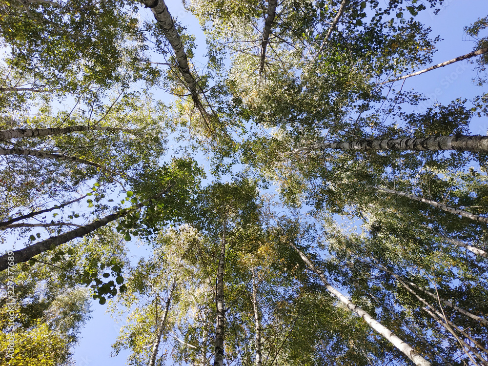 Fototapeta premium morning in the spring forest