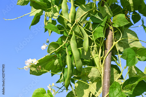 Young green beans in a summer rural landscape.