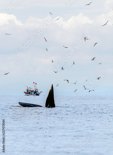 Bryde's whale, Eden's whale, Eating fish at gulf of Thailand. photo