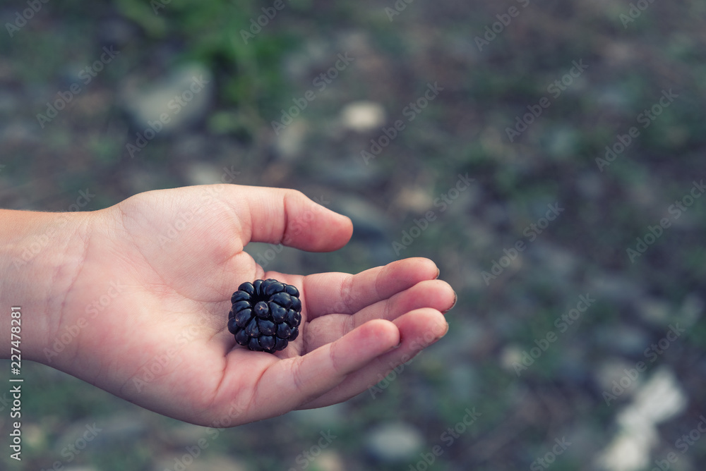 Big blackberry on the palm Big blackberry on the palm