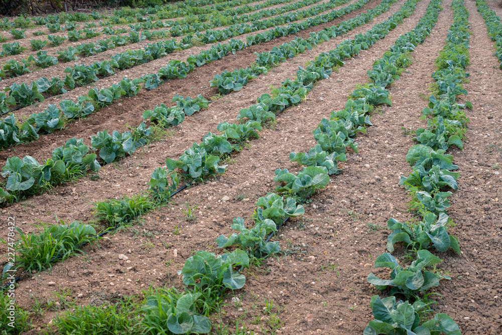 Agricultural plants in rows. Field with crops growing. View from above, upper view. Cauliflower and Cabbage Crops field. soil. Plantation. Horizontal