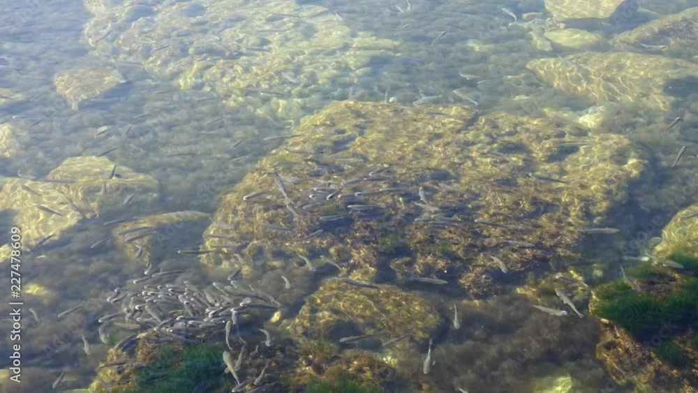 School of fishes in the sea. Time lapse. Fishes under water. School of fishes in the sea. Time lapse. Fishes under water.