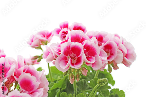 Fototapeta Naklejka Na Ścianę i Meble -  ゼラニウム
