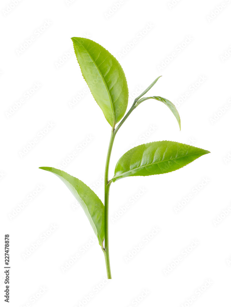 Obraz premium Green tea leaf isolated on white background