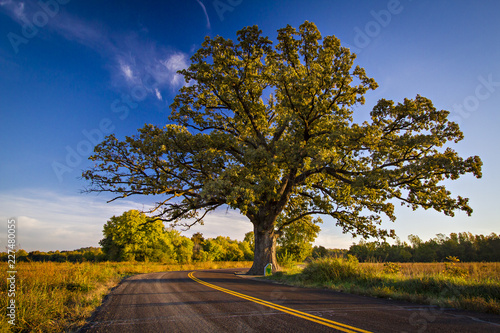 Obraz na plátně Champion Bur Oak in the Fall