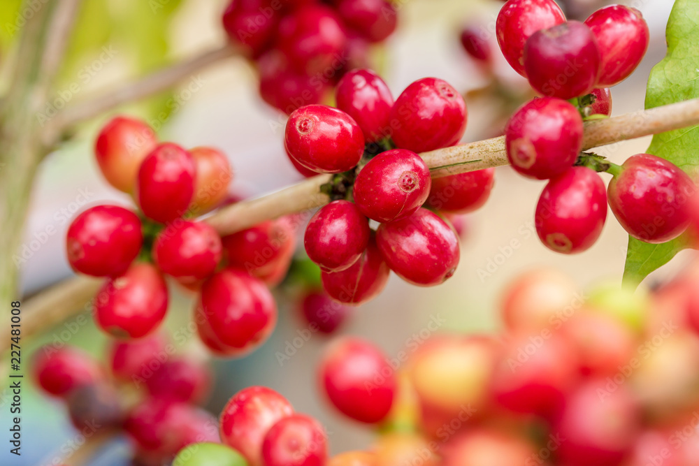 Coffee beans ripening on tree in North of thailand Coffee beans ripening on tree in North of thailand