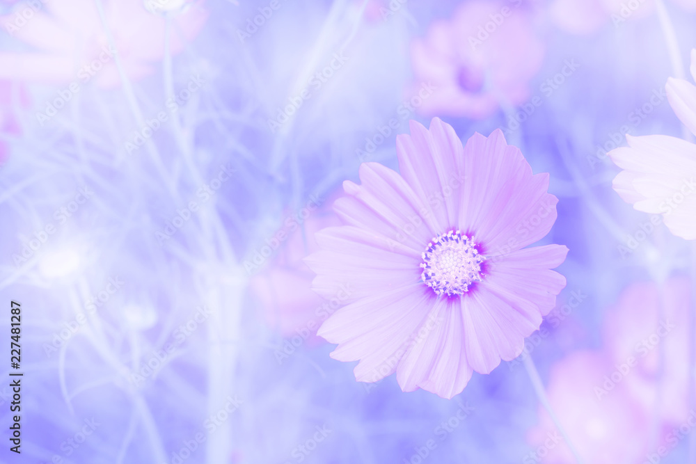 Obraz premium Cosmos flowers
