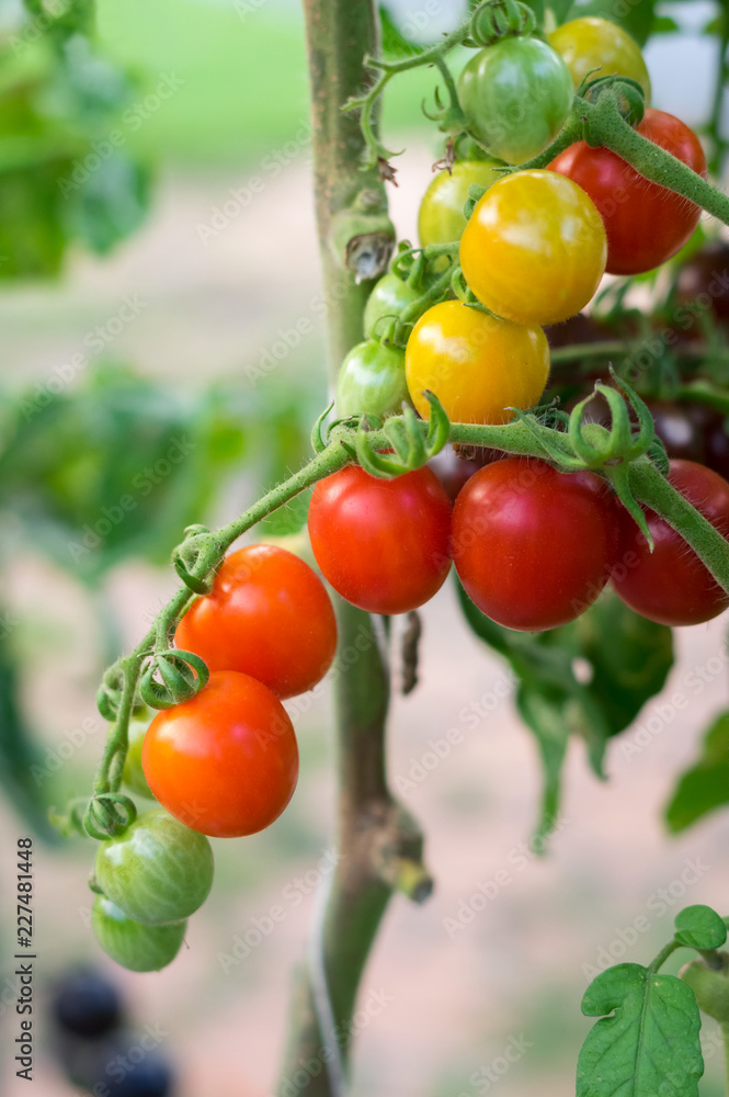 Ripe tomato in vegetable garden, agriculture concept.