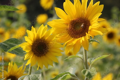 Fototapeta Naklejka Na Ścianę i Meble -  Sonnenblumen