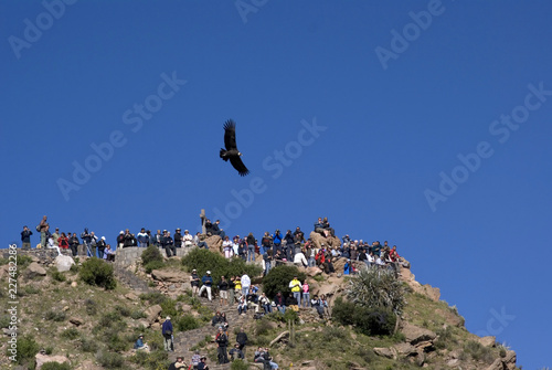 Condor f;ying with crowd watching, Colca Canyon, Peru photo