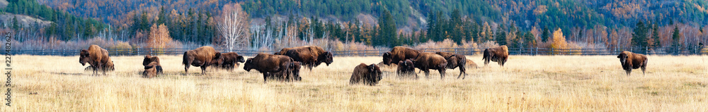 Panorama. a herd of bison in the nursery Ust-Buotama in Lena Pillars Natural Park, Yakutia, Russia