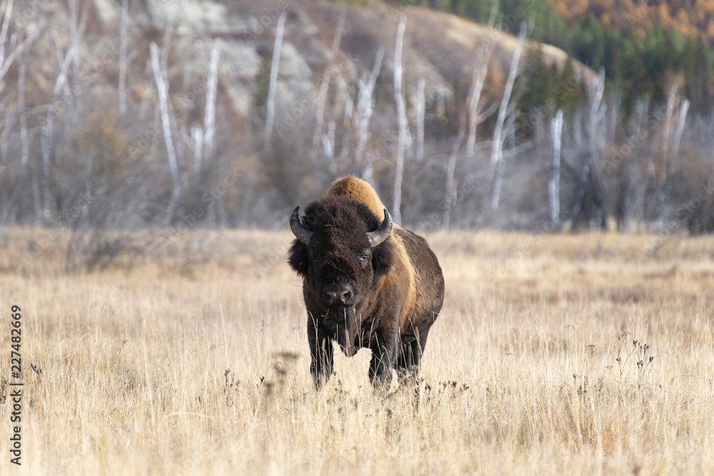 bison looking at me in the nursery Ust-Buotama in Lena Pillars Natural Park, Yakutia, Russia bison looking at me in the nursery Ust-Buotama in Lena Pillars Natural Park, Yakutia, Russia