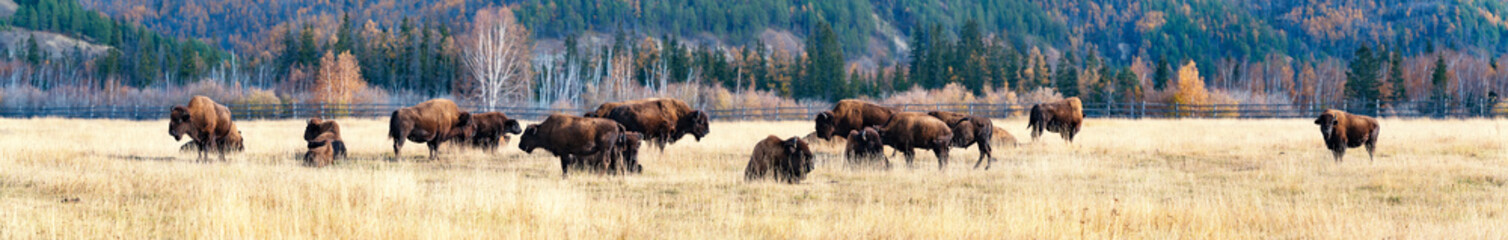 Fototapete Bison Bisonherde im Lena-Pillars Naturpark Jakutien  © Tatiana Gasich