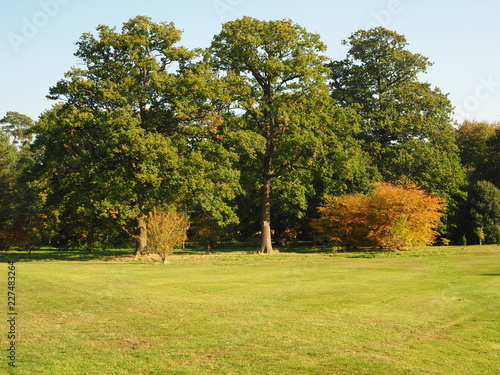 Trees in a meadow with green and golden foliage in early autumn in the Yorkshire Arboretum  England
