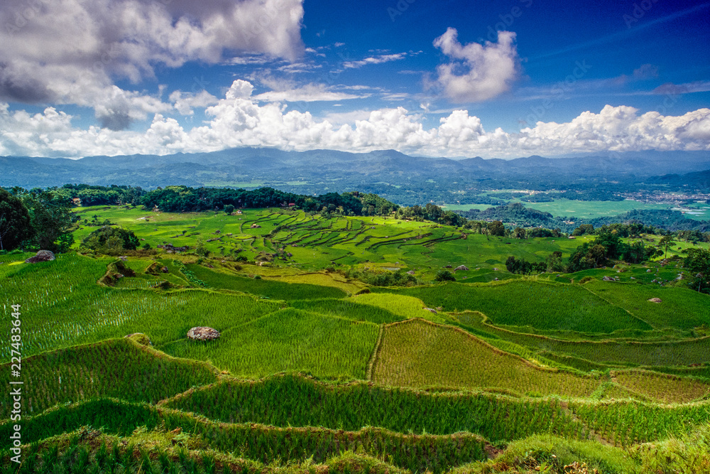 Reisterrassen in Sulawesi - Indonesien