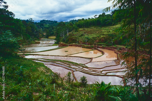 Reisterrassen in Sulawesi - Indonesien photo