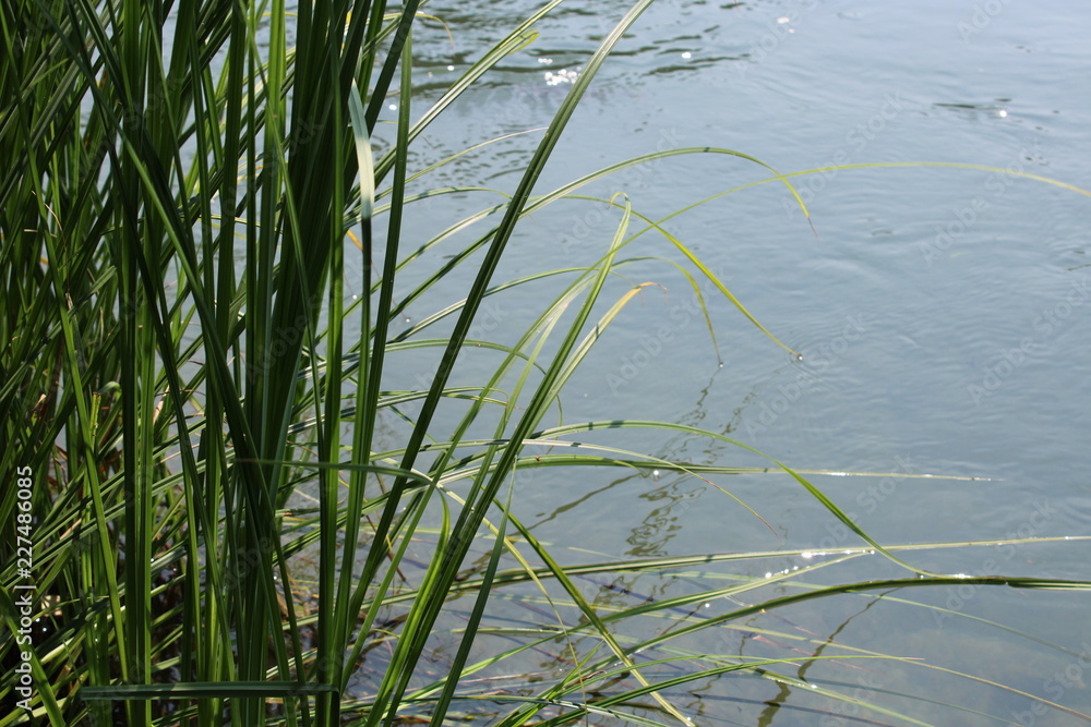 Foglie di Giaggiolo acquatico Iris pseudacorus Foglie di Giaggiolo acquatico Iris pseudacorus