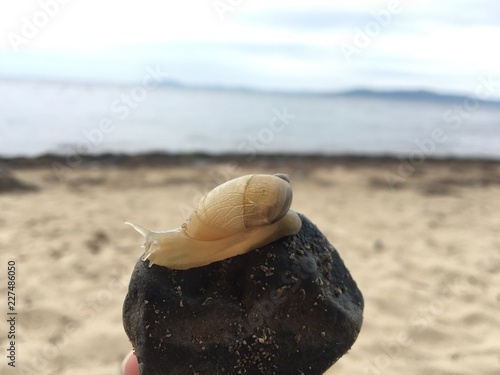  snail on stone