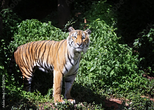 Fototapeta Naklejka Na Ścianę i Meble -  Bengal Tiger walking in forest