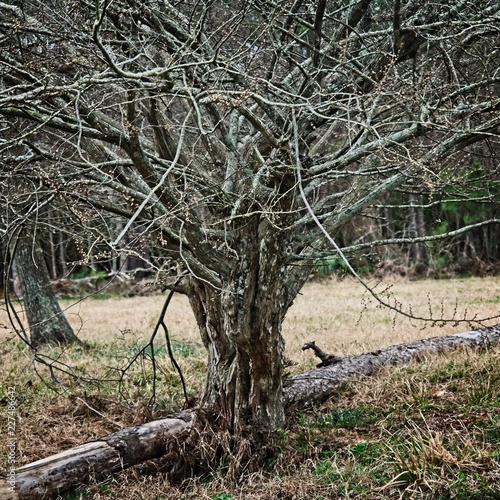 Tree in Fall with Wooded Background