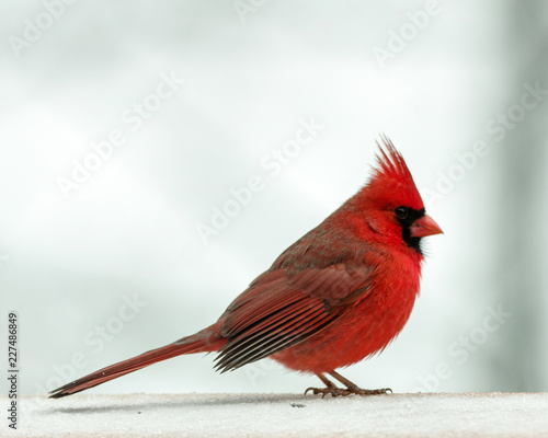 Northern Cardinal © Cynthia Bowers