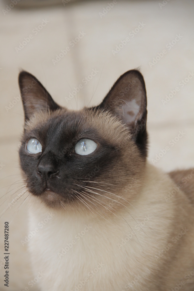 Siamese cat portrait Siamese cat portrait