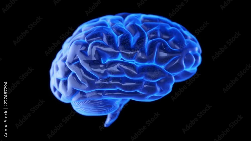 Brain model glowing blue spinning in slow motion. 4K seamless loop Brain model glowing blue spinning in slow motion. 4K seamless loop