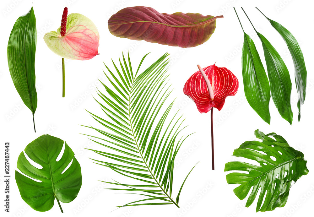 Fototapeta premium Fresh tropical monstera leaf on white background