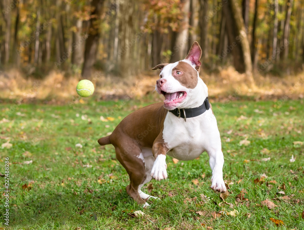 A playful red and white Pit Bull Terrier mixed breed dog jumping to catch a tennis ball