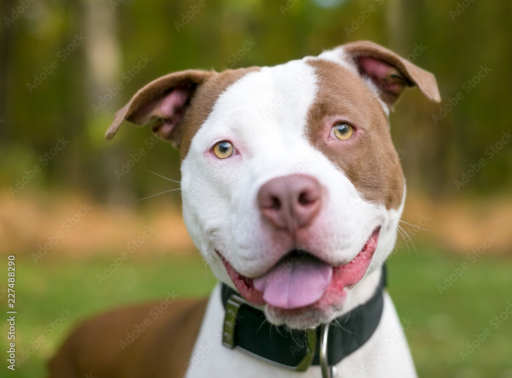 A happy red and white Pit Bull Terrier mixed breed dog wearing a black  collar Stock Photo | Adobe Stock