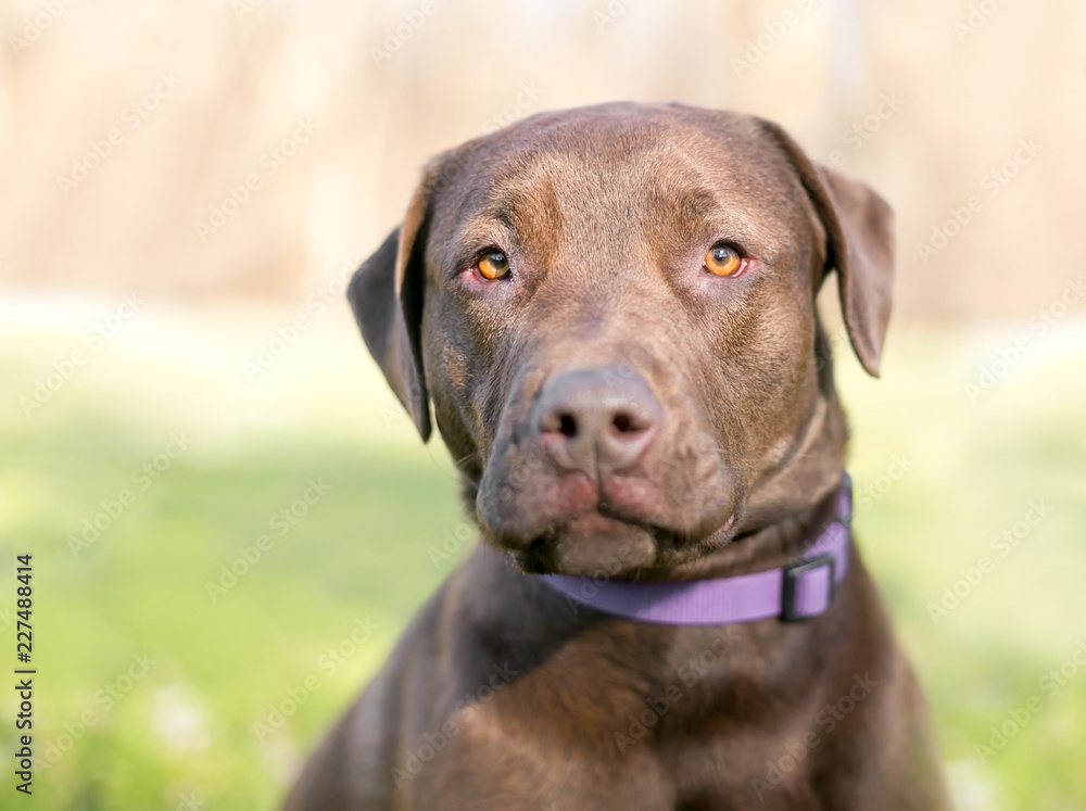 A Chocolate Labrador Retriever dog with an apprehensive expression