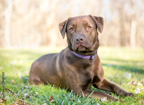 A Chocolate Labrador Retriever dog relaxing in the grass