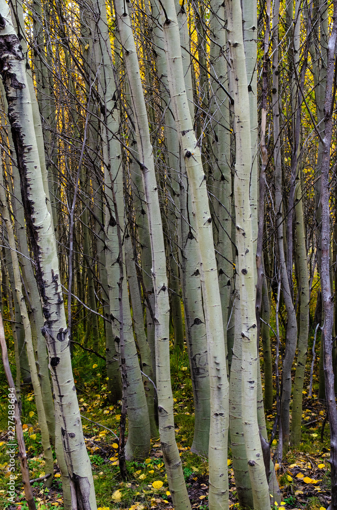 aspen trees in the forest aspen trees in the forest