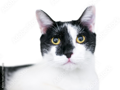 A black and white domestic shorthair cat with yellow eyes and dilated pupils