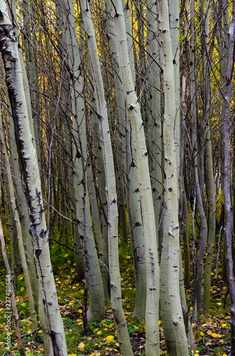 aspen trees in the forest