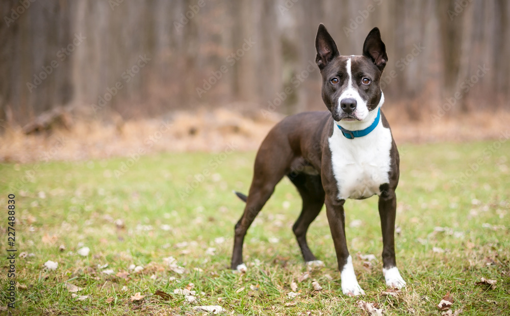 A brown and white Terrier mixed breed dog wearing a blue collar standing outdoors A brown and white Terrier mixed breed dog wearing a blue collar standing outdoors