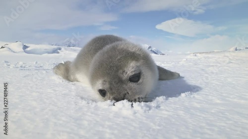 Baby Weddell seal close-up. Antarctica winter landscape. Snow plays. Behavior of wild marine animals in virgin untouched nature. Towards the camera shot. 4k Slow motion.