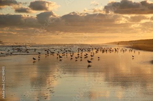 flock of birds on beach at sunset