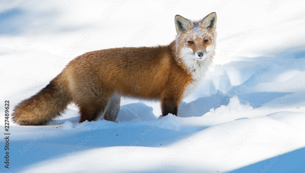 Red fox Red fox