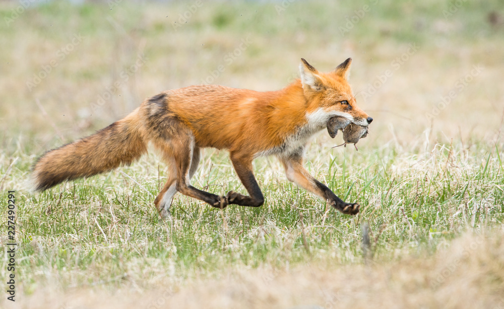 Fototapeta premium Red fox