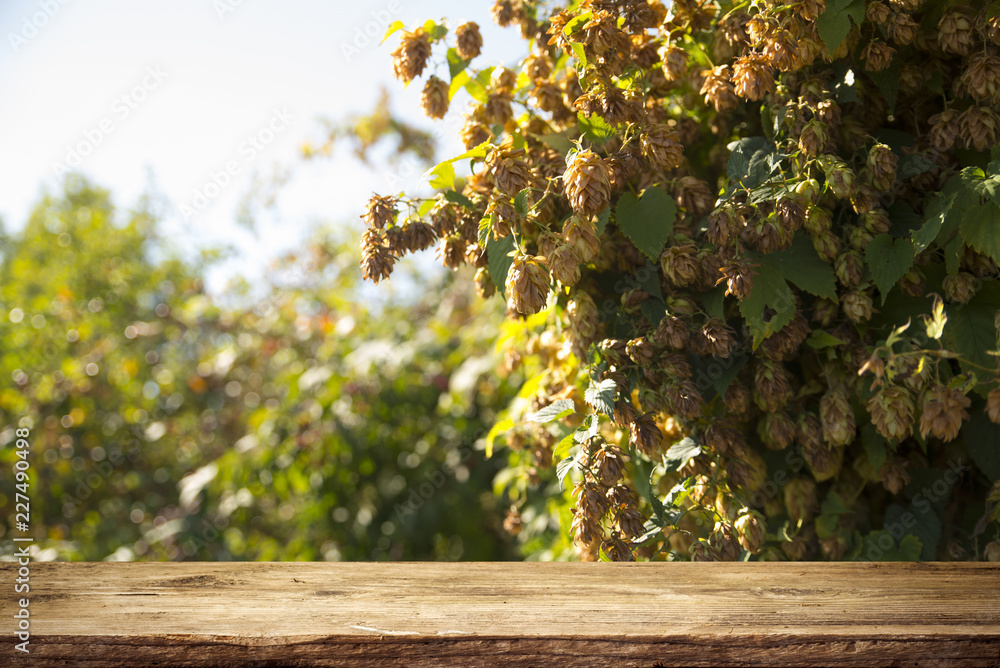 Fresh green hops on a old wooden barrel Fresh green hops on a old wooden barrel