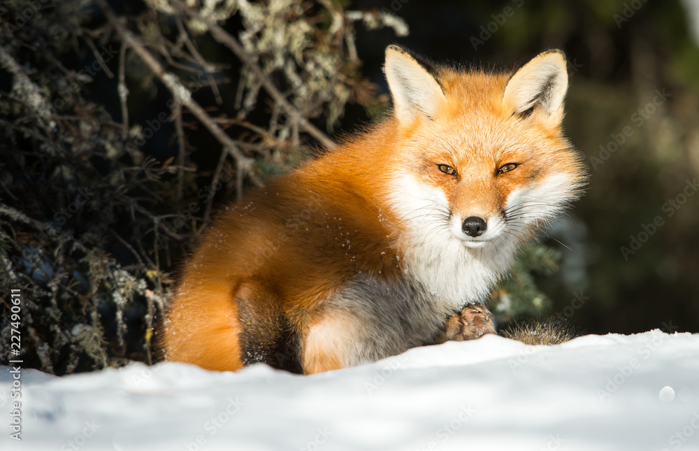 Fototapeta premium Red fox