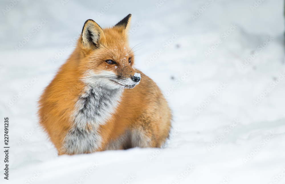 Red fox Red fox