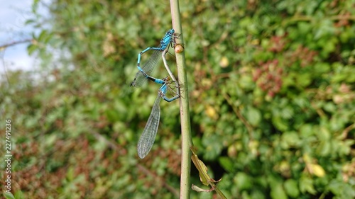 Damselflies Mating in heart shape